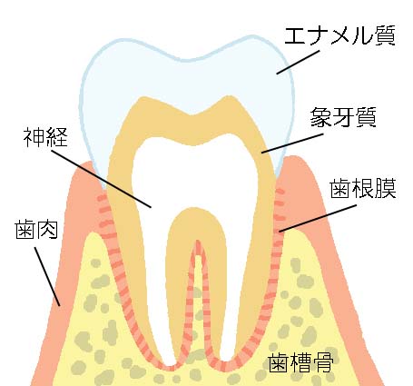 CO(要観察歯)画像